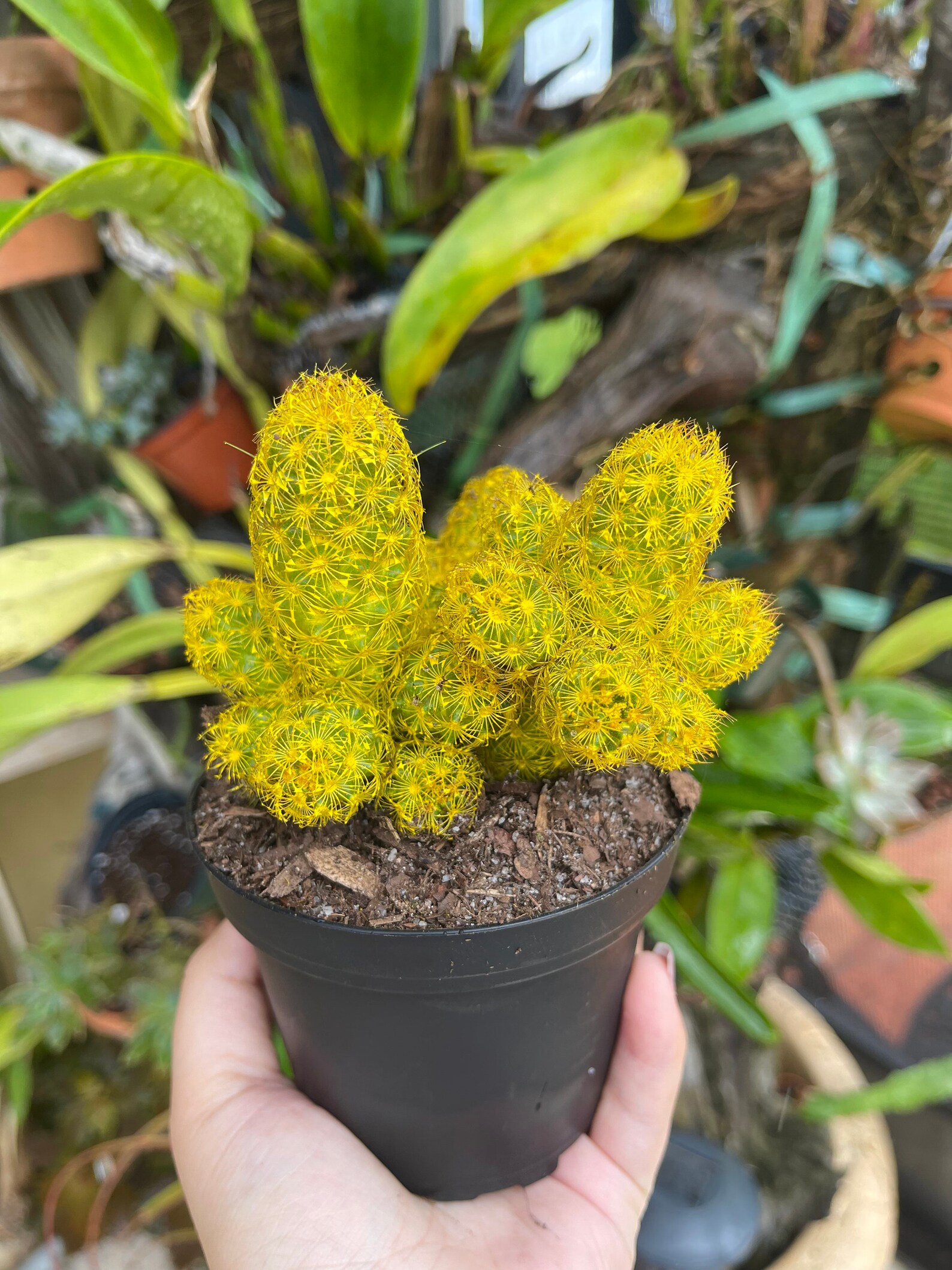 Yellow Desert Gems Cacti Rare Succulent Live Cactus Plant Etsy