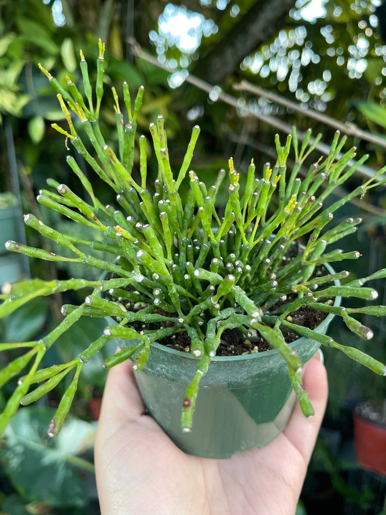 Rhipsalis Hatiora Salicornioides Dancing Bones Cactus Rare Succulent Live Cacti Plant image 3