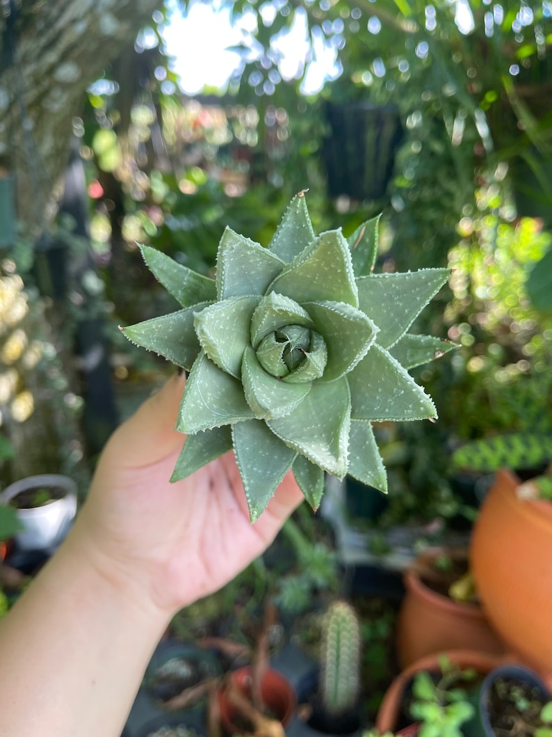 LilyParadiseFlowers Haworthia Savanna - Thumbnail 2