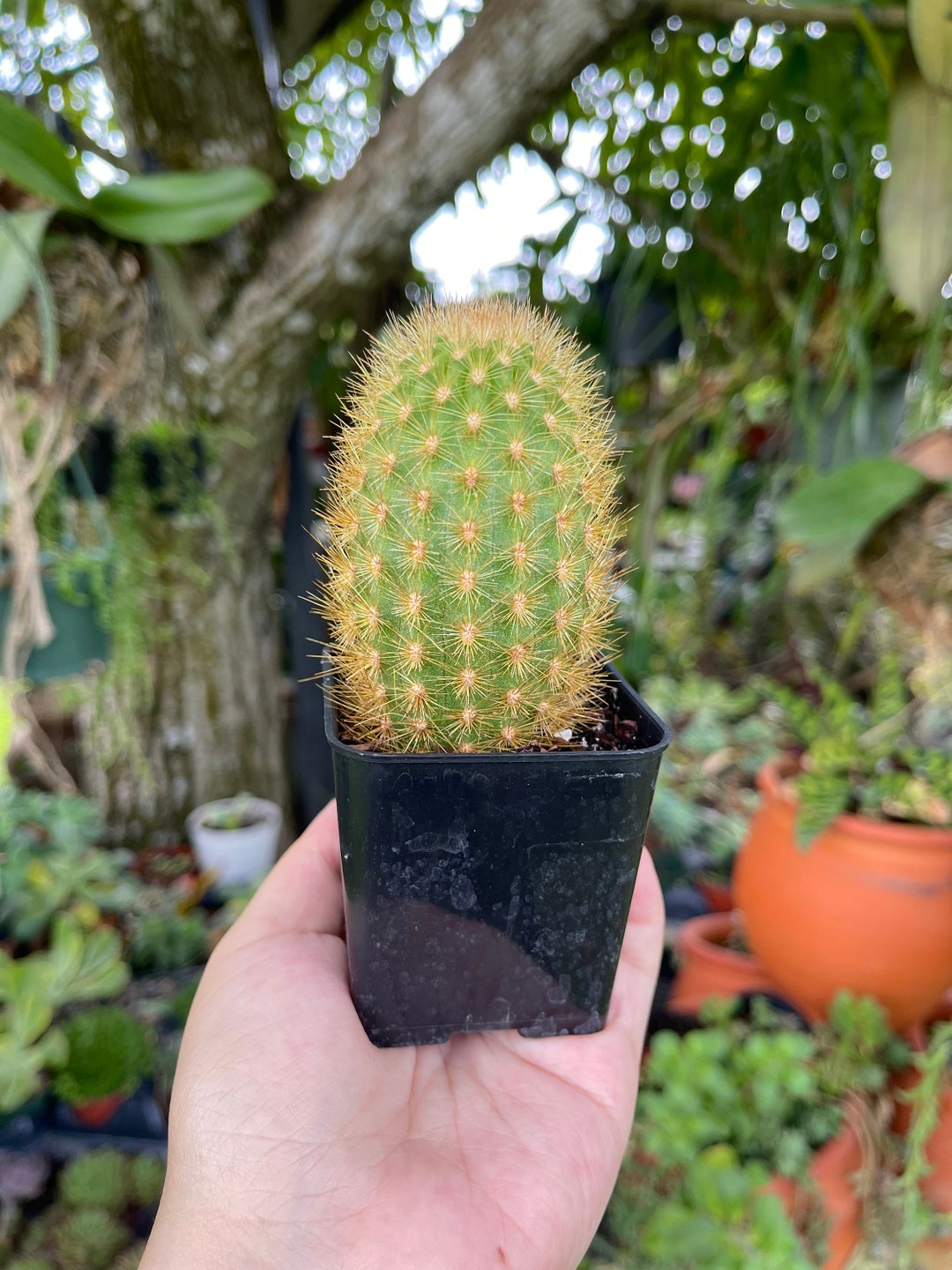 Cleistocactus Icosagonus Golden Cactus Rare Succulent Live Cacti