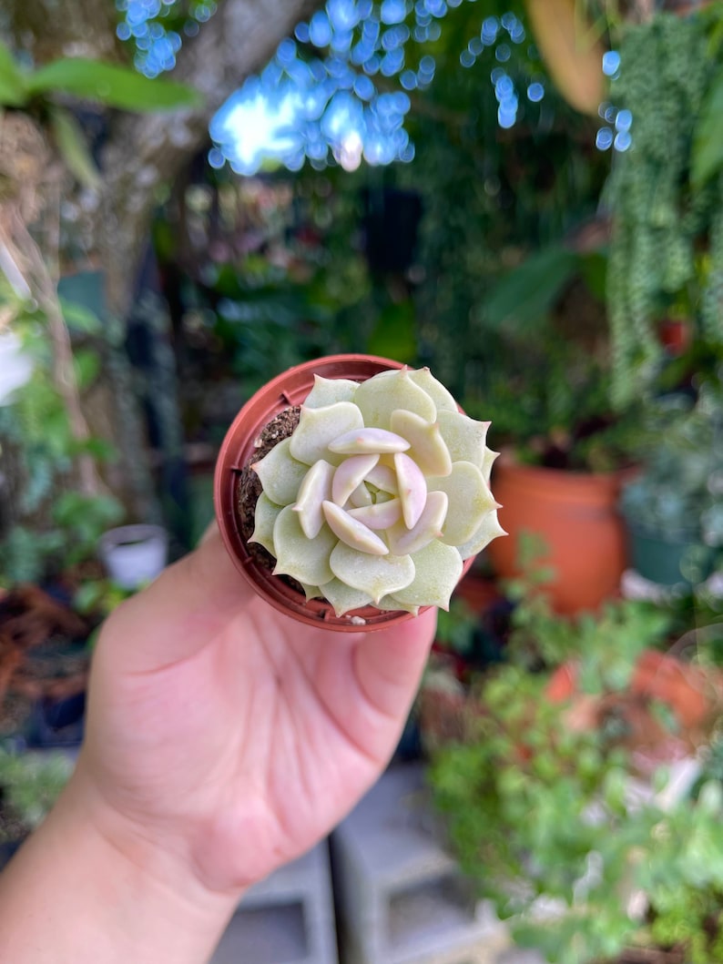 2 Echeveria Lola Rare Succulent Live Plant image 2