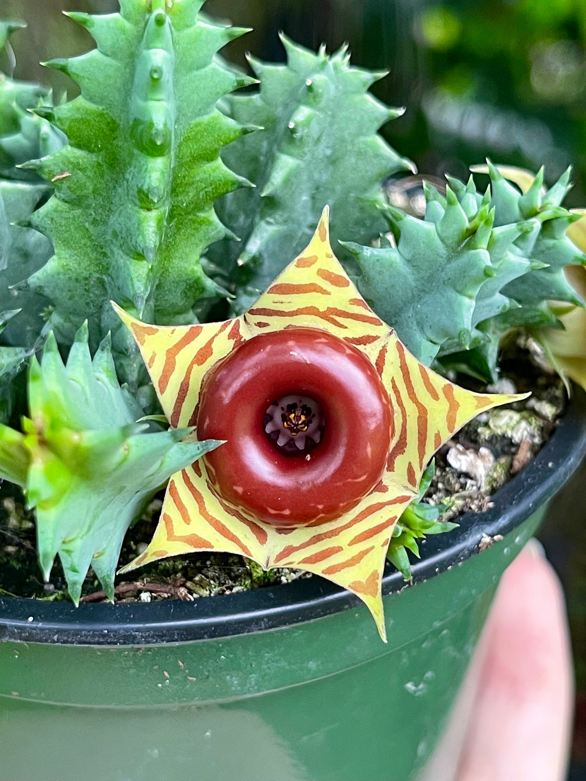 Life Saver Cactus Cuttings (Huernia Zebrina) - 2 Ready-to-Pot Succulent Friendship Plants