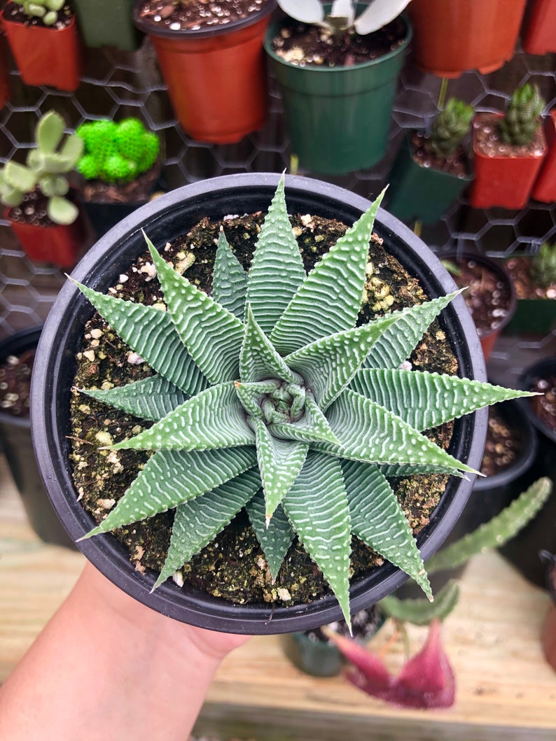 Variegated Haworthia Limifolia Var Striata Rare Succulent Live Plant image 1