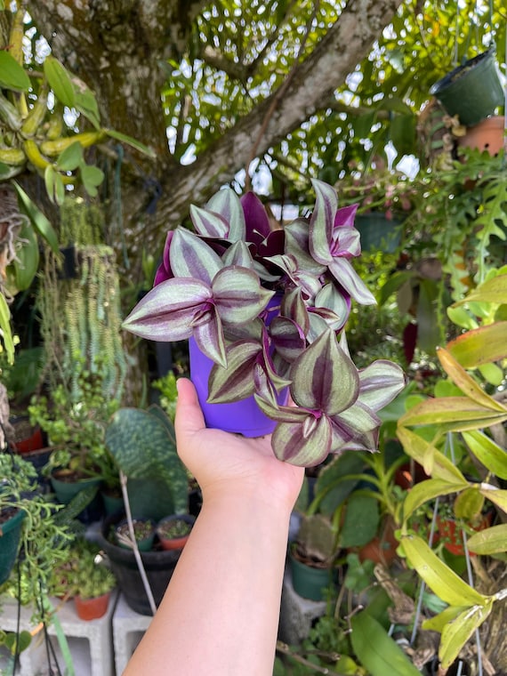 succulents black prince Echeveria Black Prince