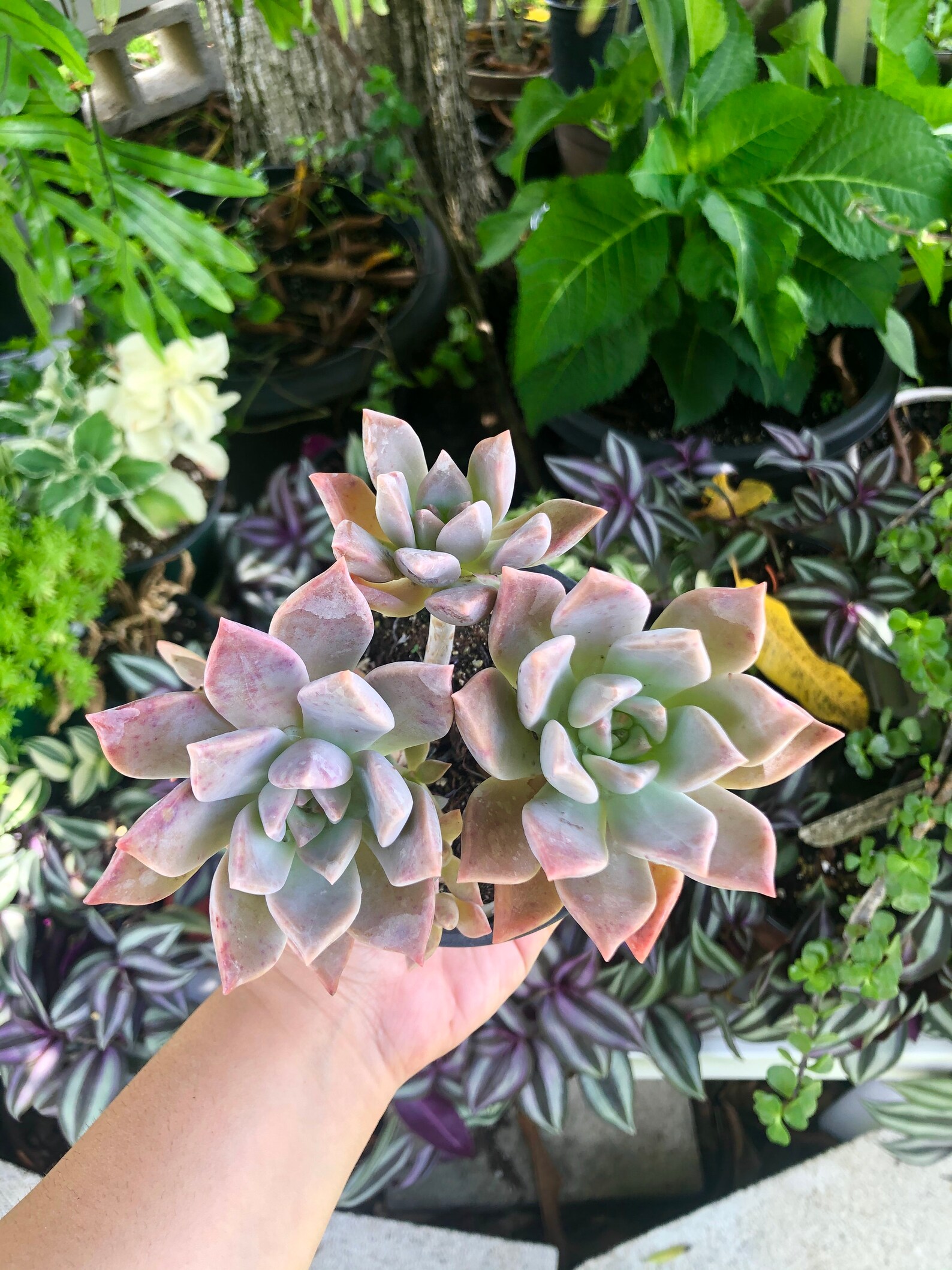 Echeveria Pink Cluster Rare Succulent Live Plant Etsy