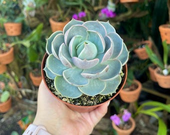 bunny ear succulent Monilaria obconica Rabbit Shape for Sale main image 0