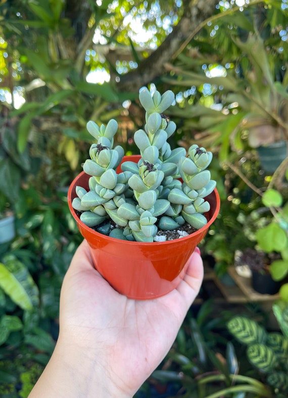 Corpuscularia Lehmannii Ice Plant Rare Succulent Live Plant - Etsy
