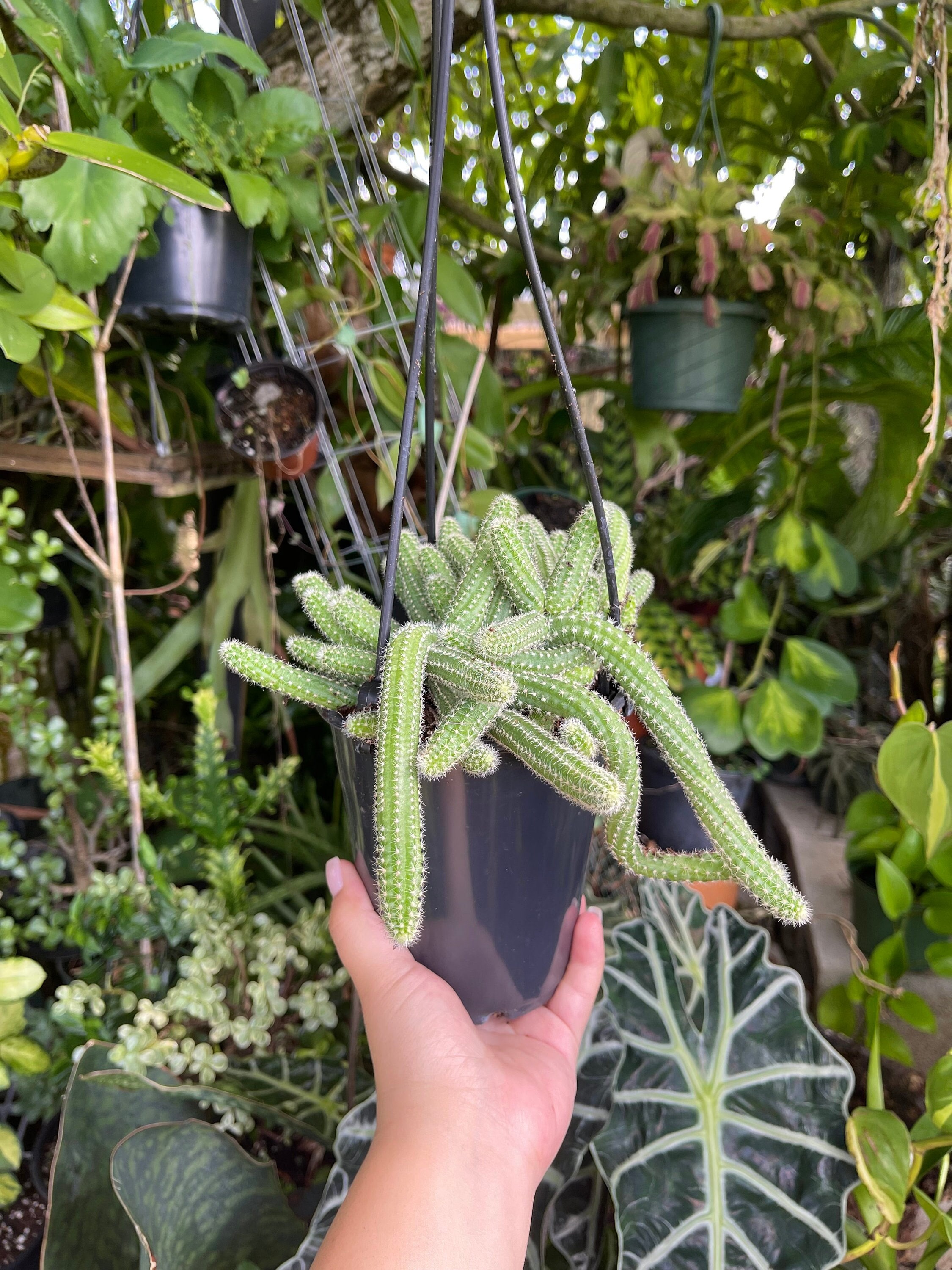 Echinopsis Chamaecereus ' Peanut Cactus ' Rare Cactus Succulent Live Cacti  Hanging Plant - Etsy
