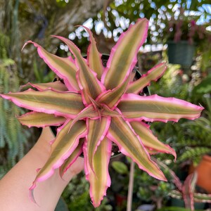 Cryptanthus Bivittatus Pink Starlite Rare Live Plant image 2