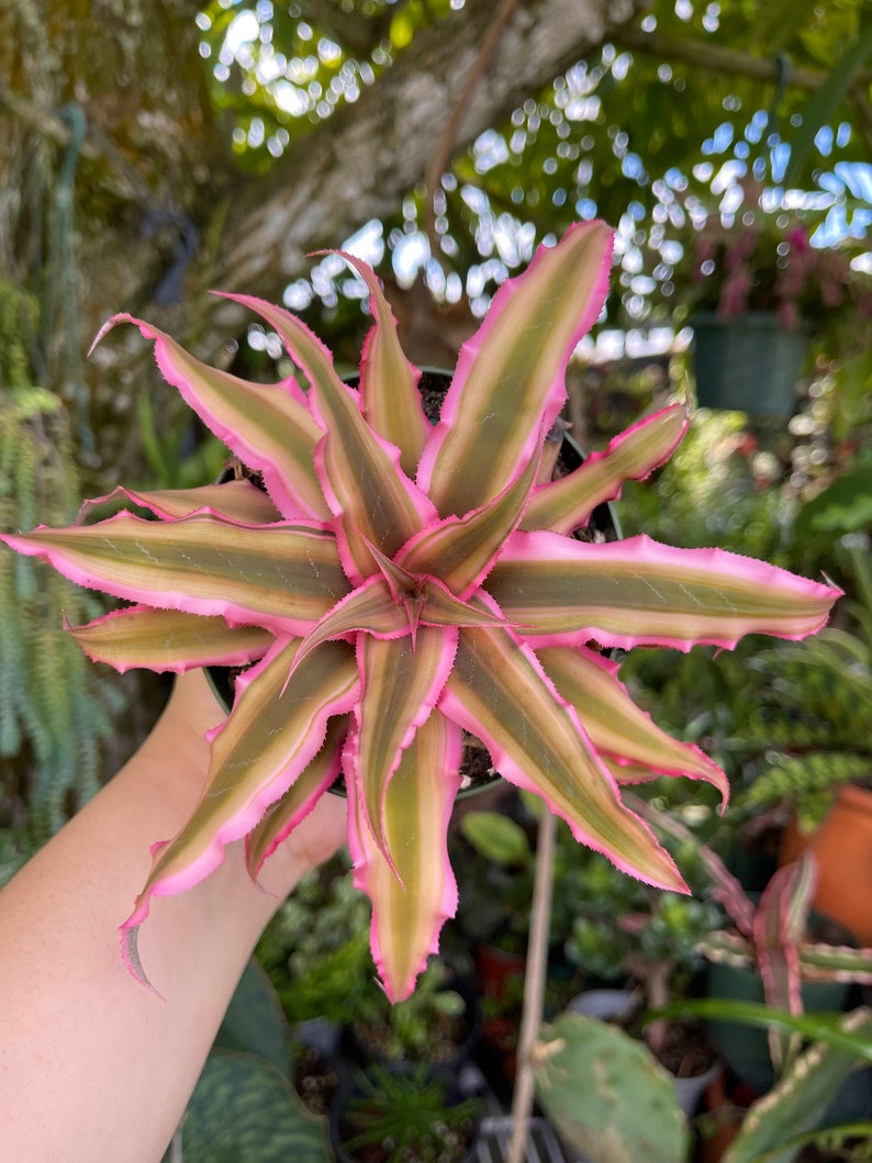 Cryptanthus Bivittatus Pink Starlite Rare Live Plant image 2