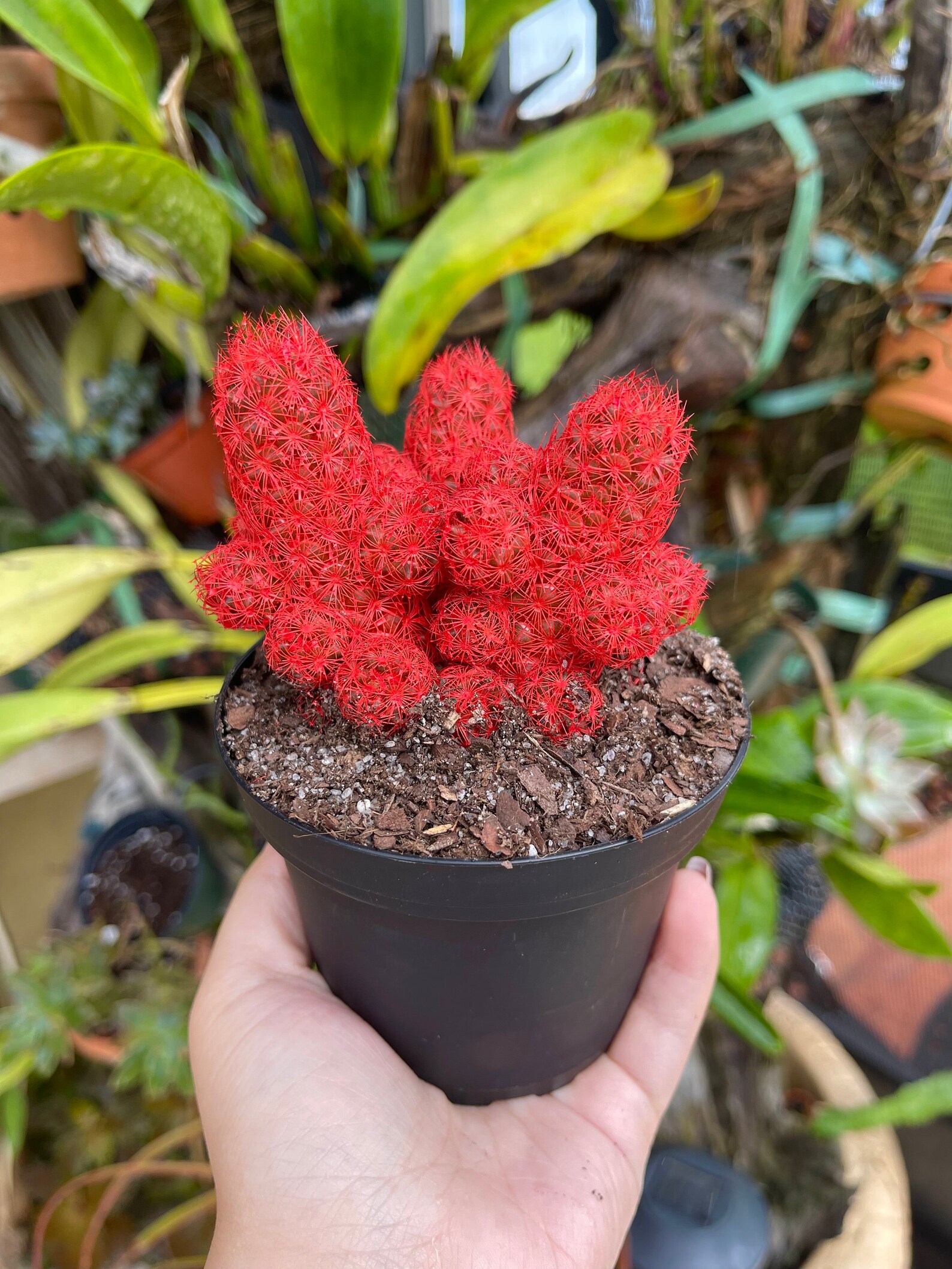 Red Desert Gems Cacti Rare Succulent Live Cactus Plant Etsy