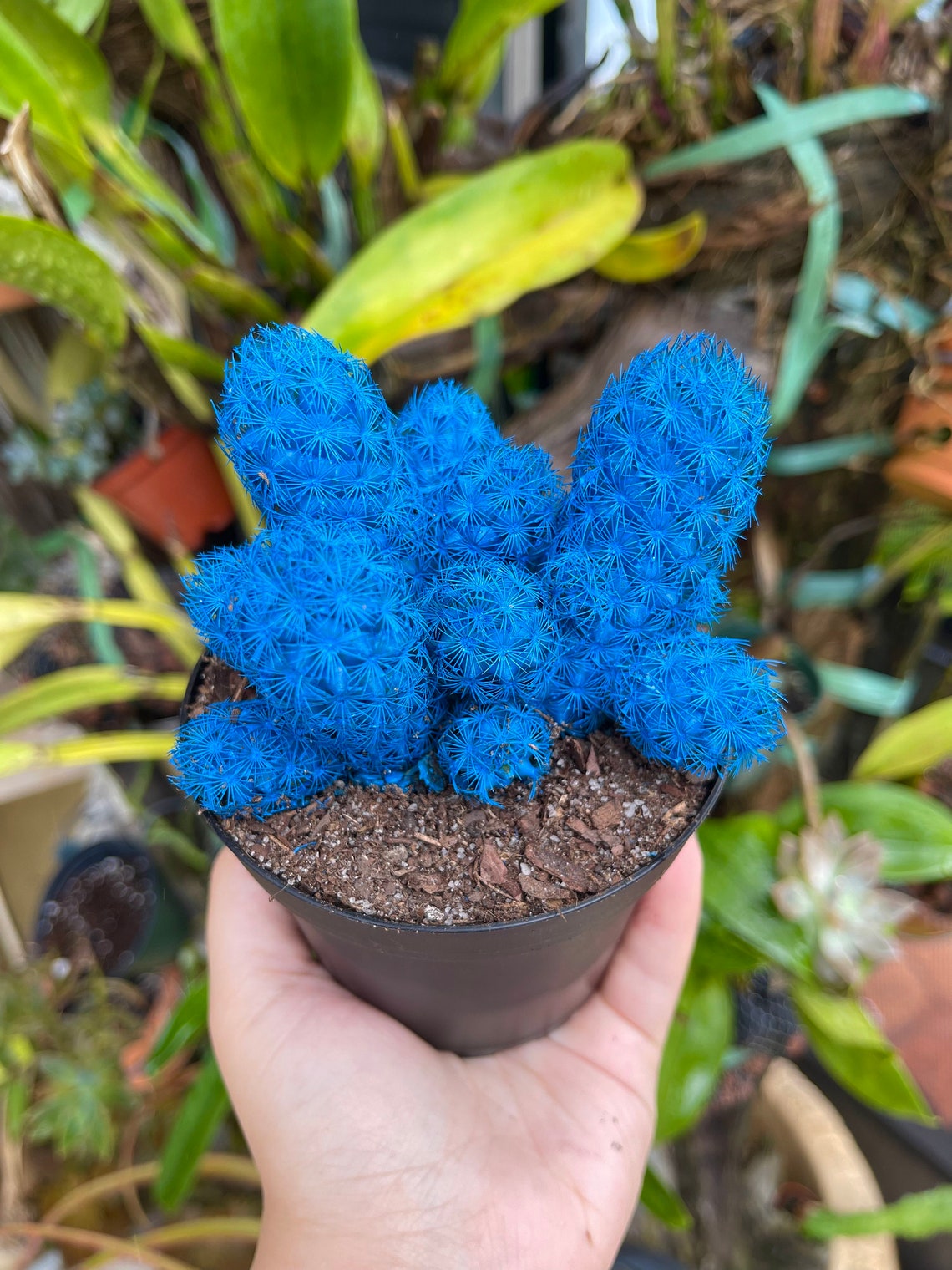 Blue Desert Gems Cacti Rare Succulent Cactus Plant Etsy