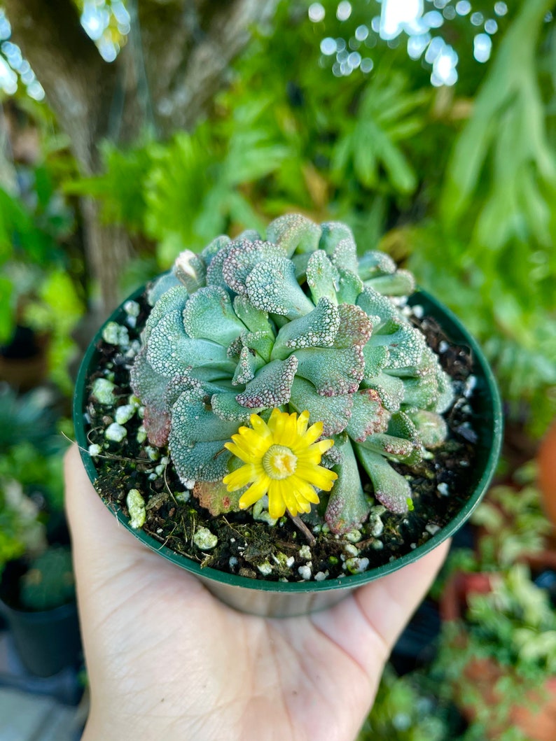 Titanopsis Calcarea Sheep's Tongue Plante vivante succulente rare image 4