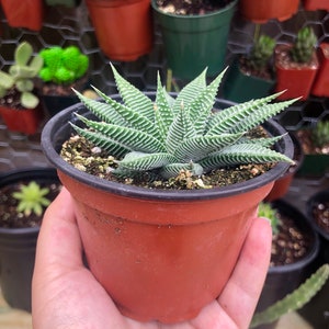 Variegated Haworthia Limifolia Var Striata Rare Succulent Live Plant image 3