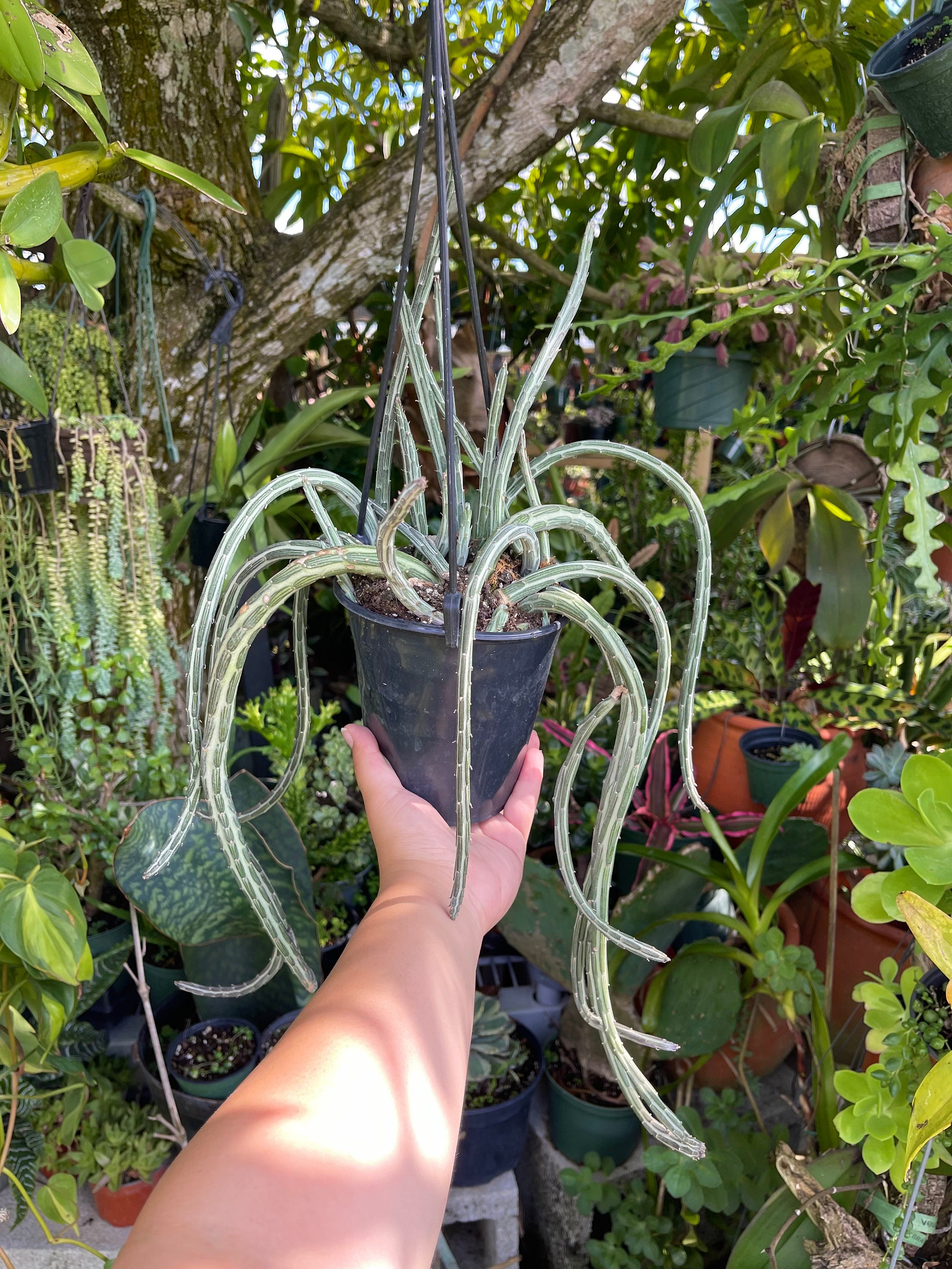 wasserspiele planten un blomen dauer Planten un Blomen, Wasserspiele