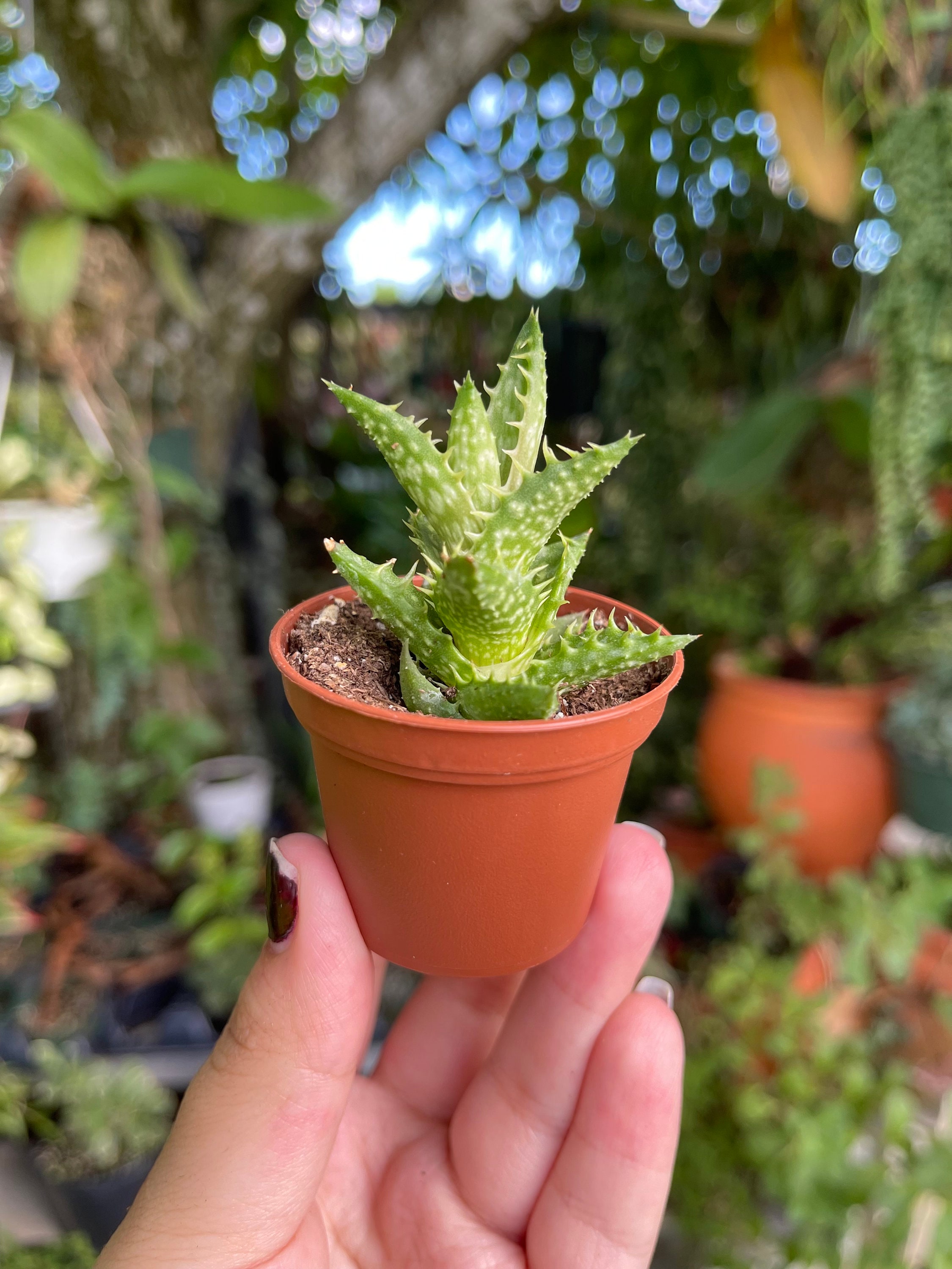 2 Aloe Juvenna Tiger Tooth Rare Succulent Live Plant - Etsy