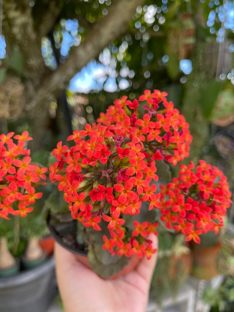 Kalanchoe Blossfeldiana Flaming Katy Rare Succulent Live Plant image 3