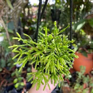 Rhipsalis Hatiora Salicornioides Dancing Bones Cactus Rare Succulent Live Cacti Plant image 6