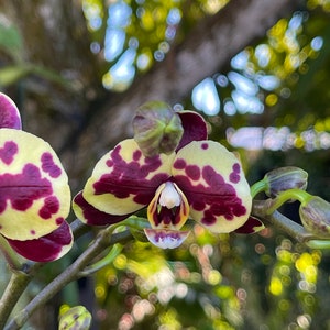 Phalaenopsis Aphrodite Moon Orchid Moth Orchid Live Plant image 3