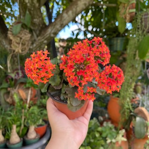 Kalanchoe Blossfeldiana Flaming Katy Rare Succulent Live Plant image 4