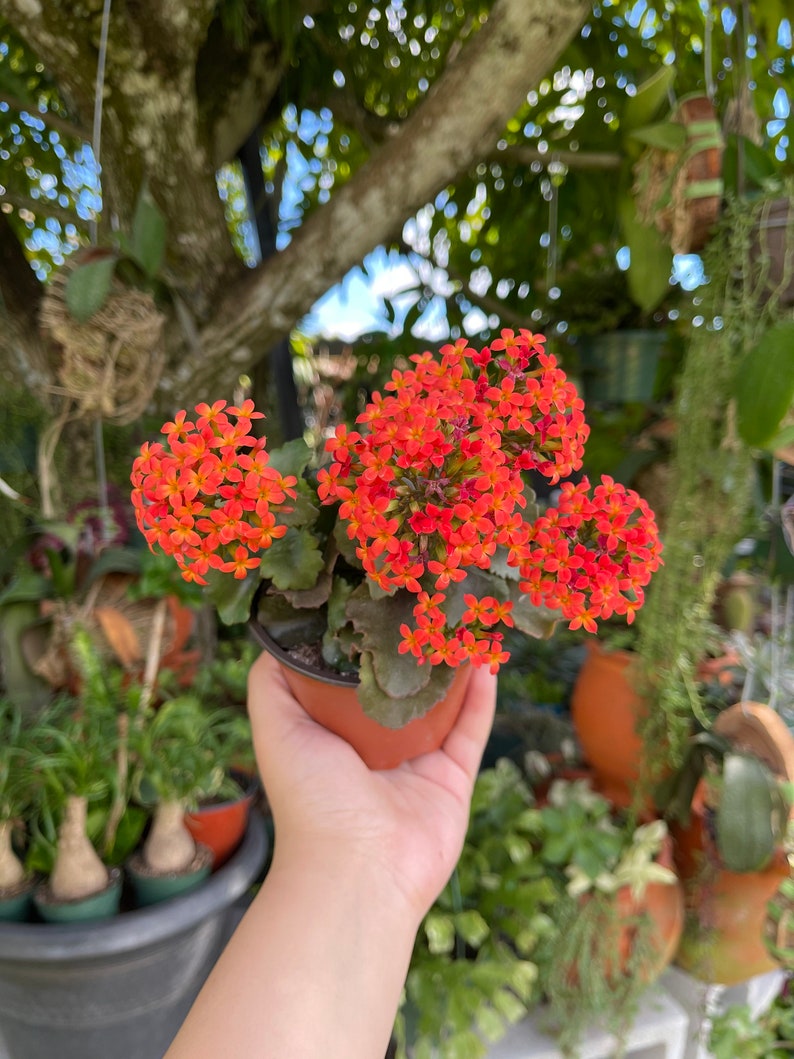 Kalanchoe Blossfeldiana Flaming Katy, seltene lebende Sukkulentenpflanze Bild 4