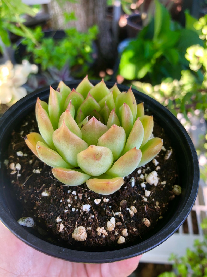 Echeveria Pink Tip Rare Succulent Live Plant Etsy