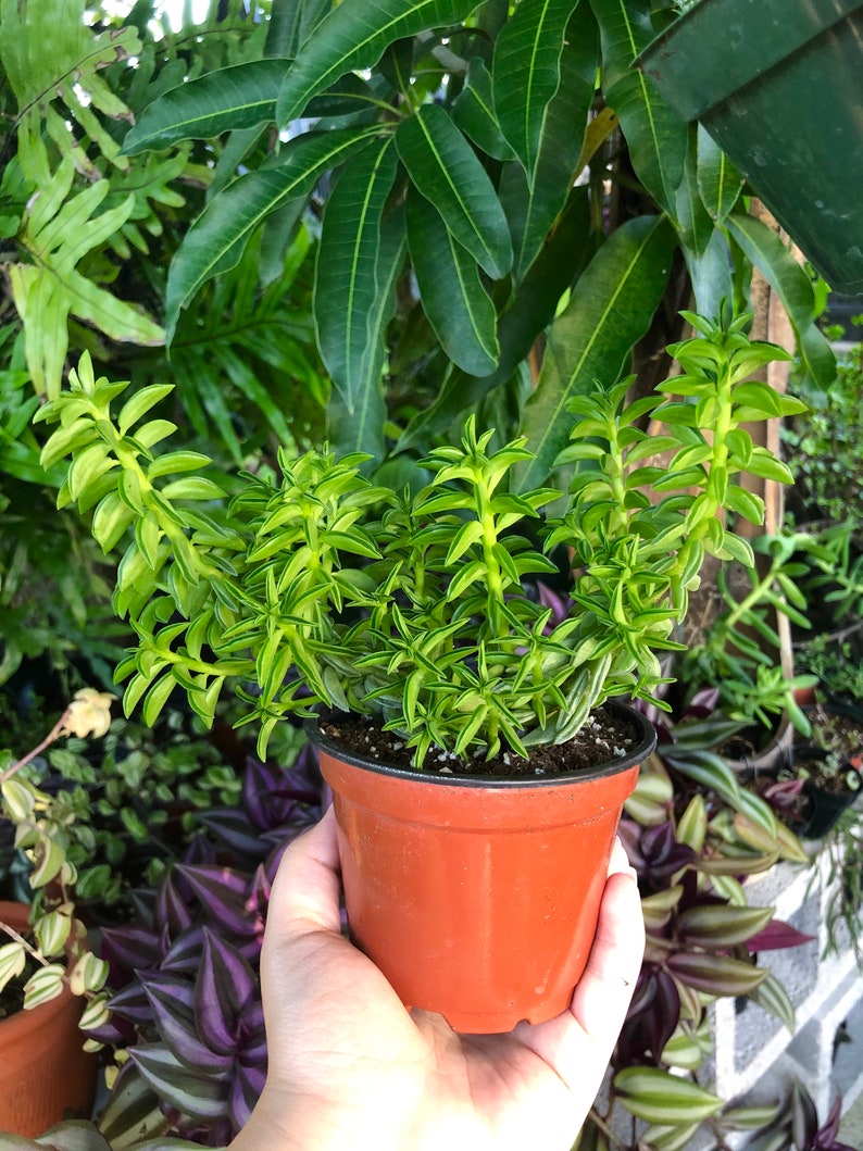 Peperomia Axillaris Prayer Plant Rare Succulent Live Plant