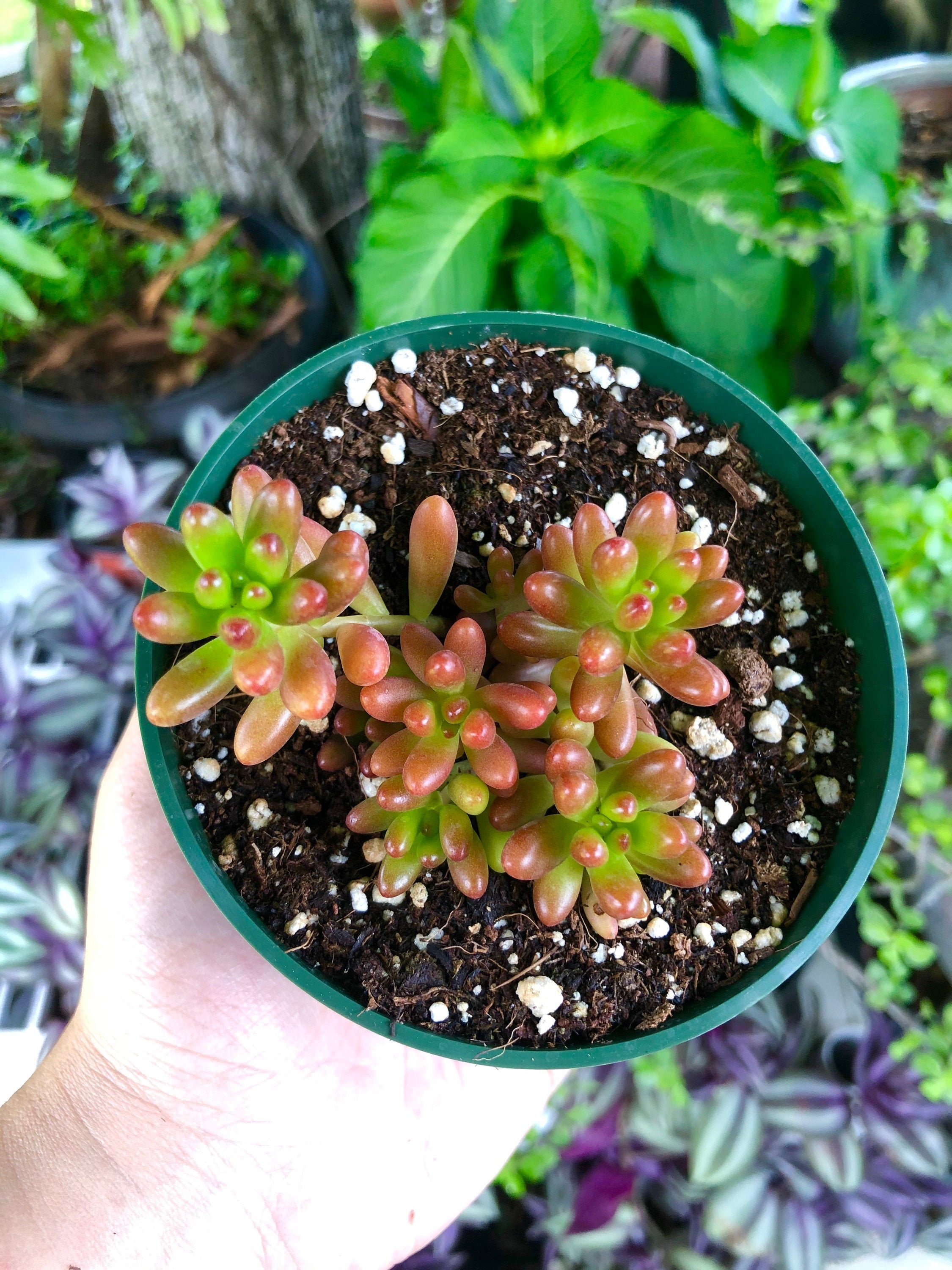 Sedum Rubrotinctum Red Jelly Beans Rare Succulent Live Plant - Etsy