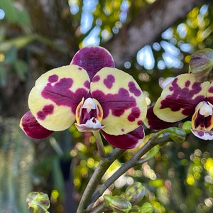 Phalaenopsis Aphrodite Moon Orchid Moth Orchid Live Plant image 2