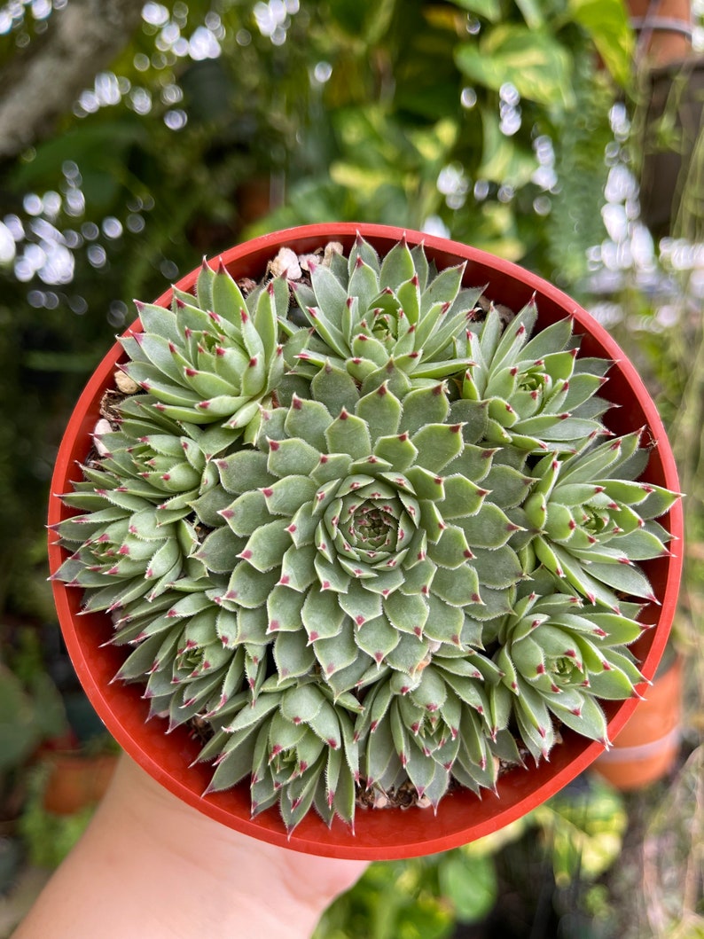 Sempervivum Calcareum Red Tip Rare Succulent Live Plant image 2