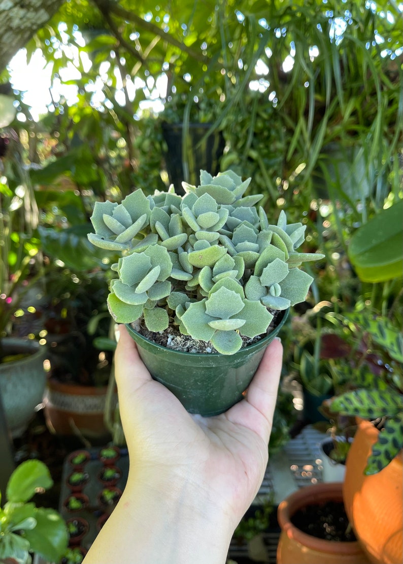 LilyParadiseFlowers Kalanchoe Millotii Succulent - Thumbnail 4
