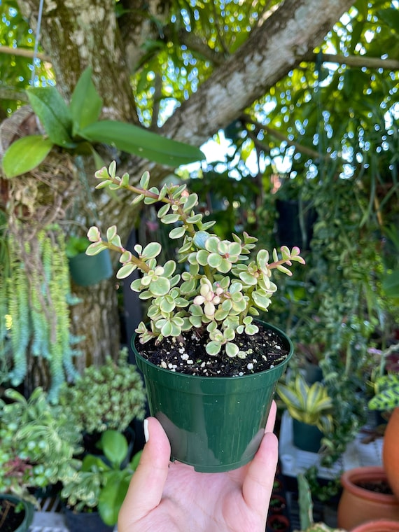 Variegated Rainbow Elephant Bush Portulacaria Afra Rare Etsy