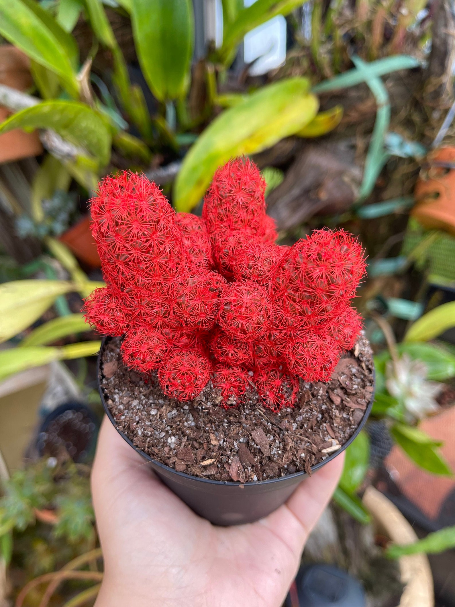 Red Desert Gems Cacti Rare Succulent Live Cactus Plant Etsy