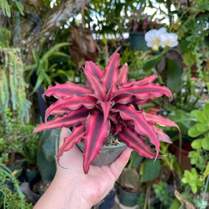 Cryptanthus Earth Star Rare Succulent Live Plant image 6