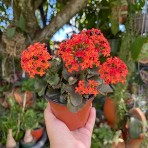 Kalanchoe Blossfeldiana Flaming Katy, seltene lebende Sukkulentenpflanze Bild 2