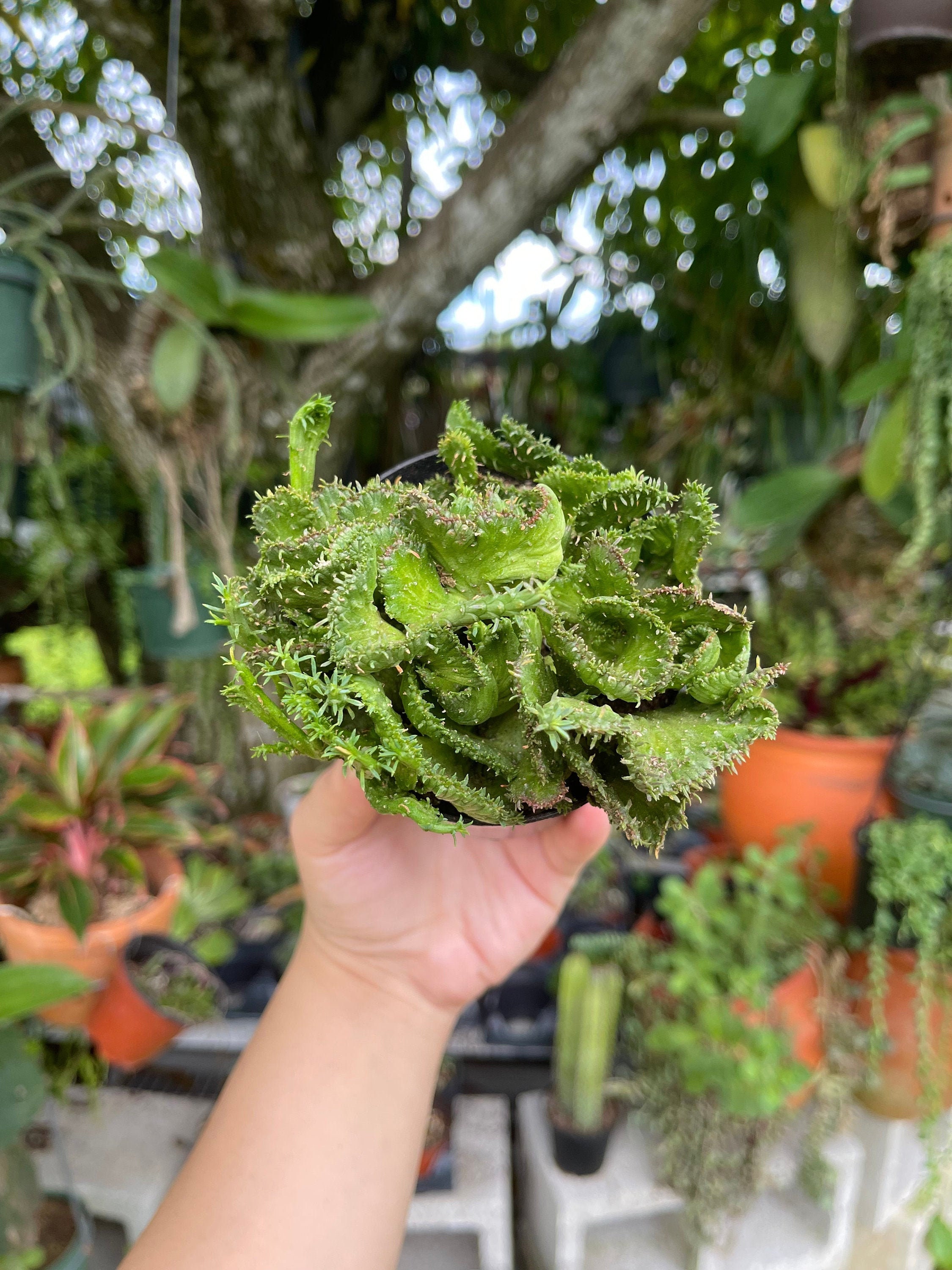 Euphorbia Monstrose - Etsy