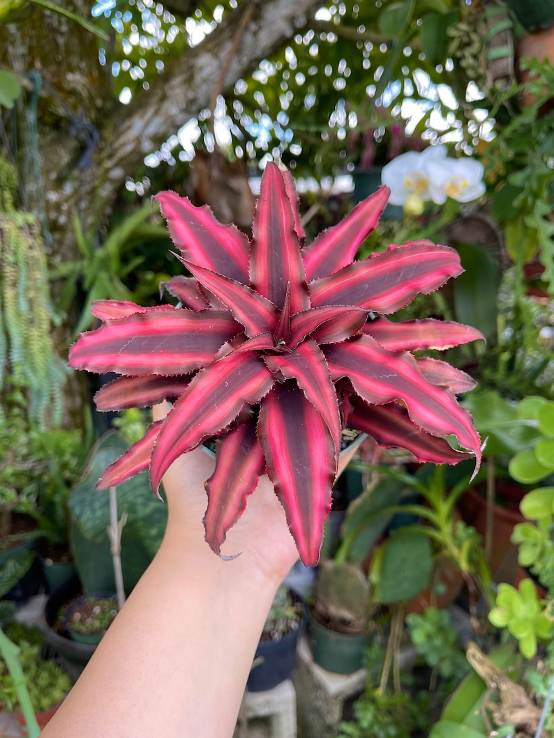 Cryptanthus Earth Star Rare Succulent Live Plant image 8