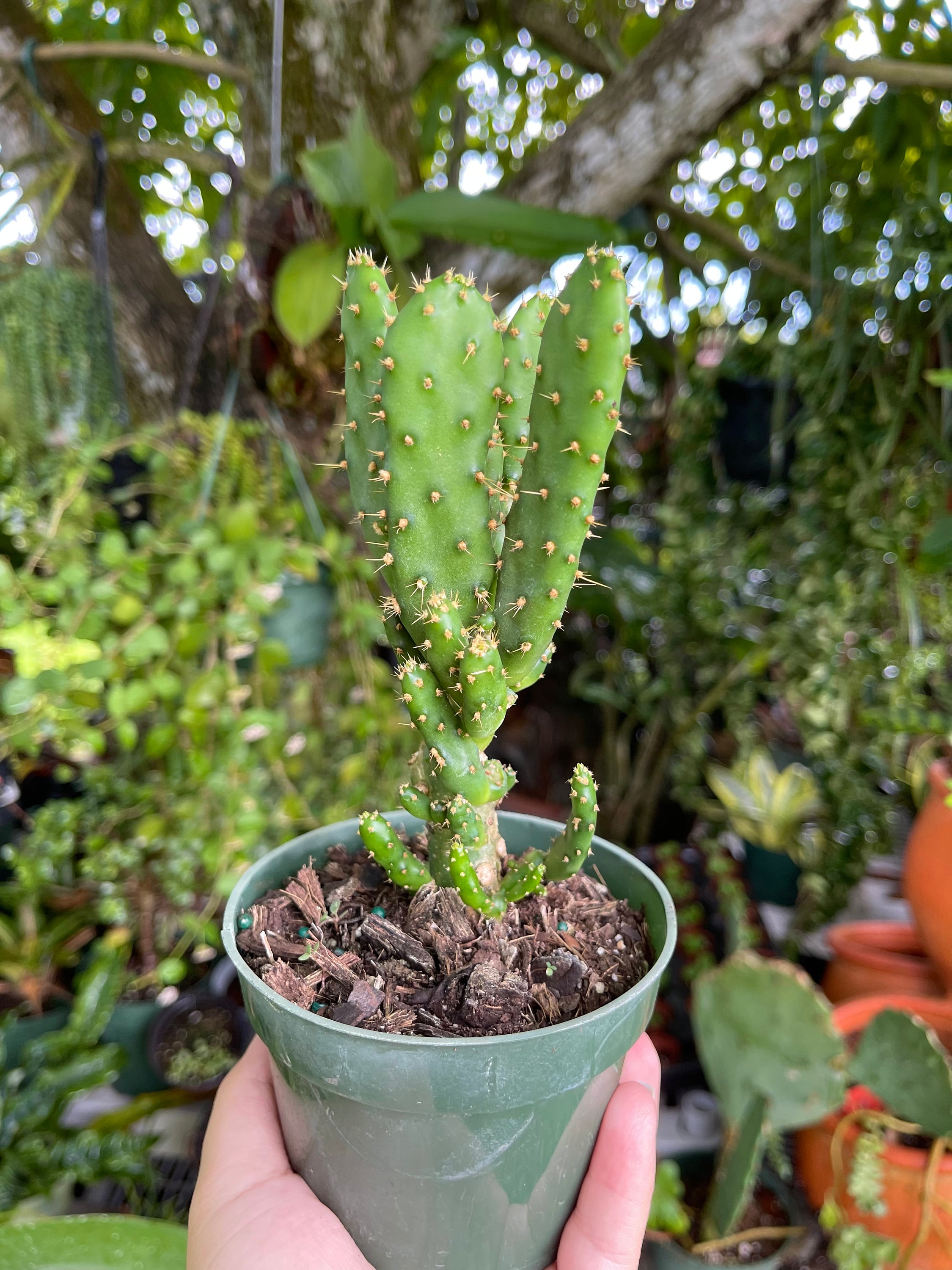 Opuntia Monacantha 'joseph's Coat' Cactus Rare Succulent Live