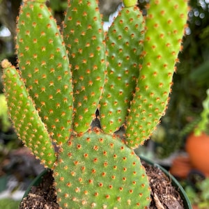 Opuntia Rufiada Cinnamon Bunny Cactus Rare Succulent Live Plant zdjęcie 3