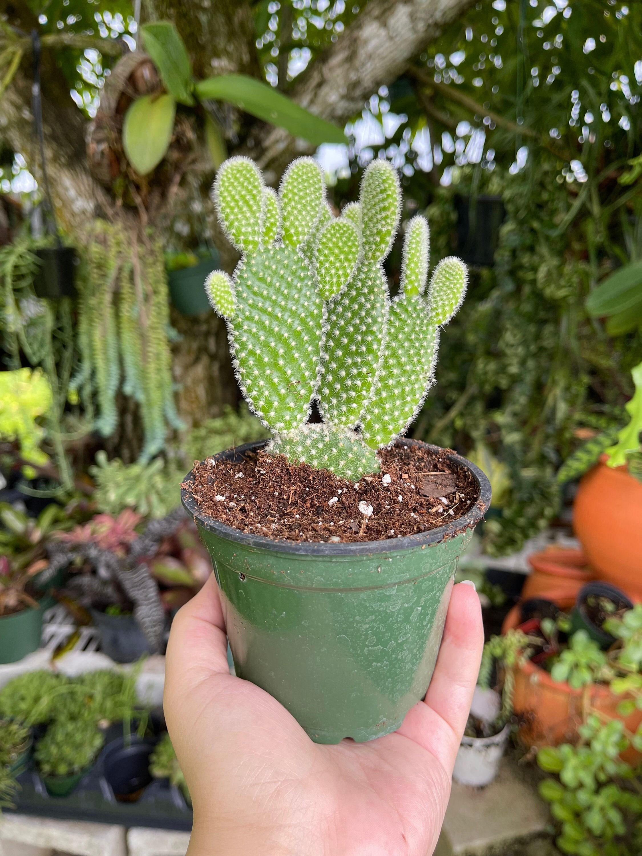 Opuntia Microdasys Albispina White Bunny Ears Cactus Rare Live Etsy