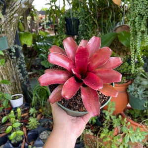 6 Bromeliad Neoregelia Fireball Rare Live Plant imagem 6