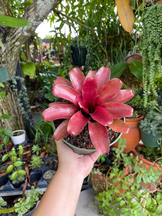 6 Bromeliad Neoregelia Fireball Rare Live Plant - Etsy España