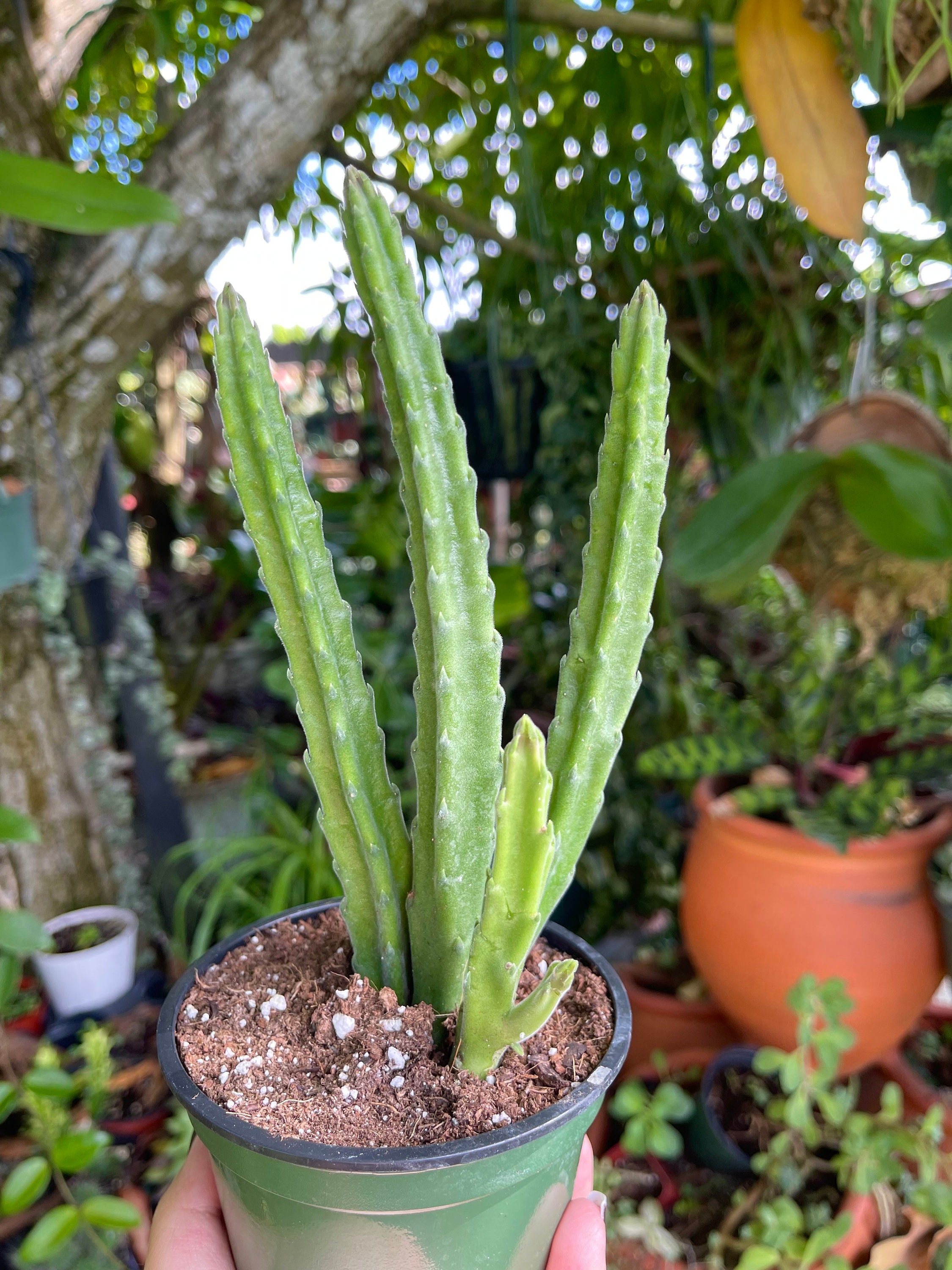 Stapelia Leendertziae Starfish Cactus Rare Succulent Live Cacti Plant -  Etsy Denmark