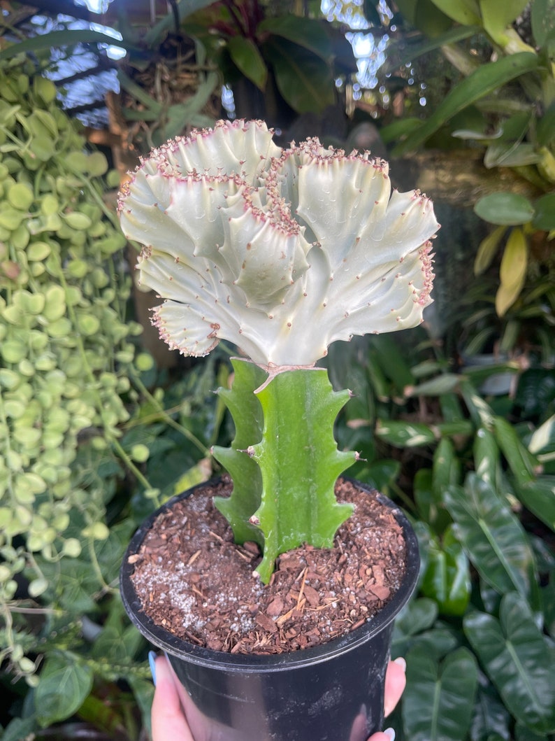 6 Euphorbia Lactea Cristata White Coral Cactus Rare Succulent Live Plant image 3