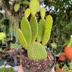 Opuntia Rufiada Cinnamon Bunny Cactus Rare Succulent Live Plant zdjęcie 4