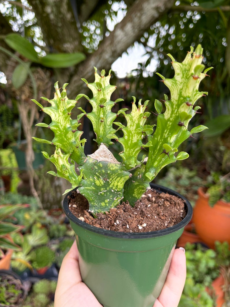 LilyParadiseFlowers Euphorbia Lactea Succulent - Thumbnail 2