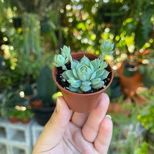 2 Graptopetalum Macdougallii Rare Succulent Live Plant image 4