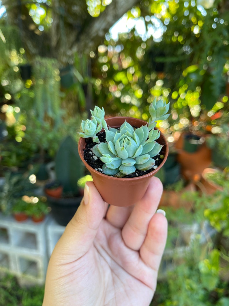 2 Graptopetalum Macdougallii Rare Succulent Live Plant image 4