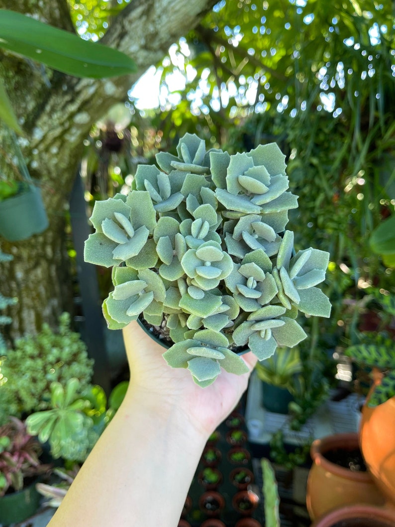 LilyParadiseFlowers Kalanchoe Millotii Succulent - Thumbnail 3