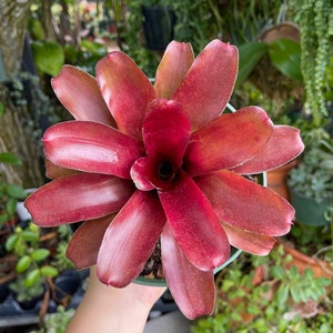 6 Bromeliad Neoregelia Fireball Rare Live Plant imagem 2